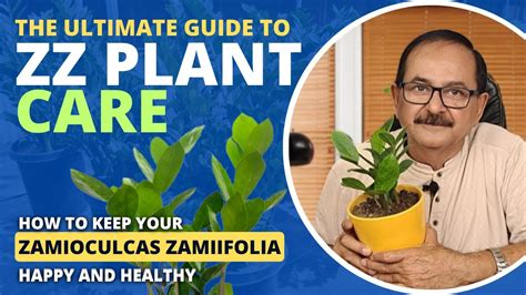 The Ultimate Guide To Zz Plant Care How To Keep Your Zamioculcas