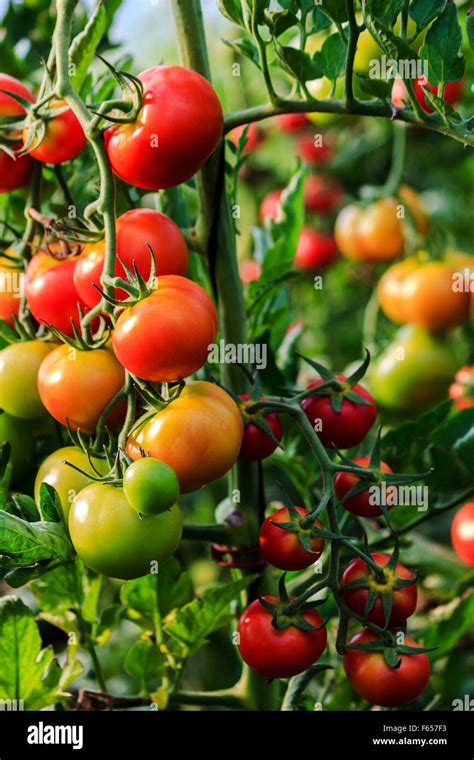 Cultiver Des Tomates Dans Une Serre Banque De Photographies Et Dimages