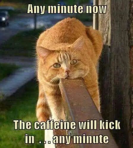 75 Funny Coffee Memes To Brighten Up Your Day