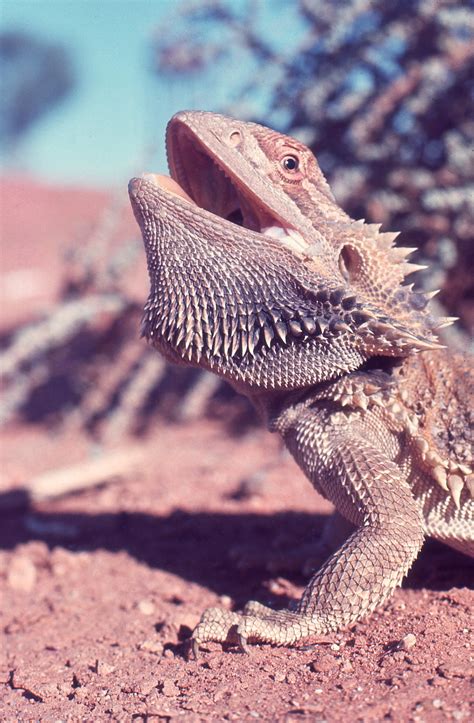 Bearded Dragon Color Chart