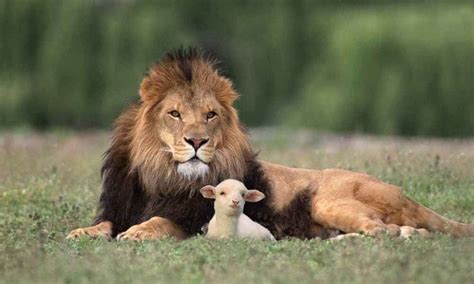 Do Lions Eat Sheep • Support Wild