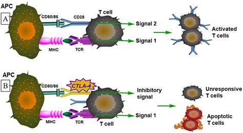 Frontiers The Association Between Ctla Cd And Cd Gene