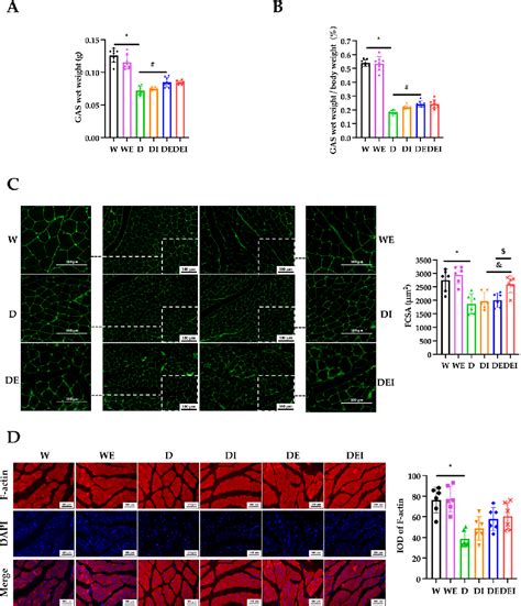 Figure 2 From MCC950 Ameliorates Diabetic Muscle Atrophy In Mice By