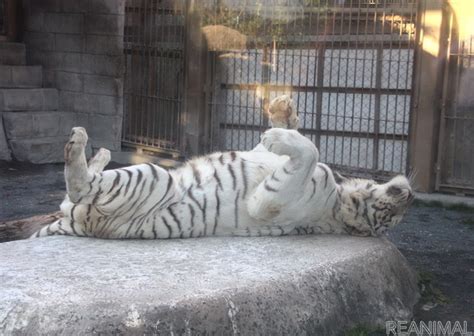 2022年は寅年！ ホワイトタイガーはどうして白いの？動物園で聞いてみました レスポンス（responsejp）