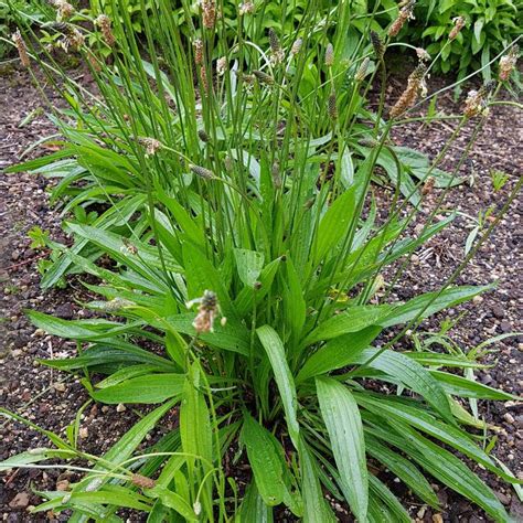 Wegerich Spitzwegerich Plantago Lanceolata 100 Samen