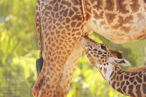 Giraffe Calf Feeding From Moms Milk Stock Photo - Download Image Now - Breastfeeding, Mammal ...