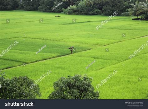 Green Paddy Field Kerala Stock Photo 2036984552 | Shutterstock