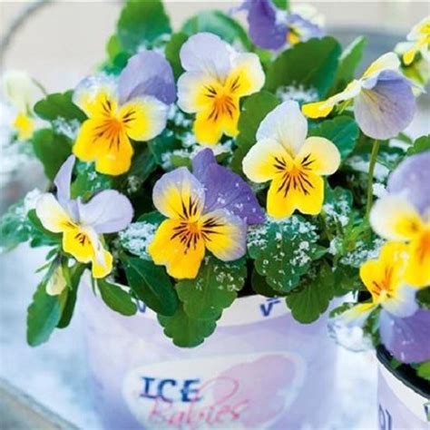 Violen Ice Babies Blue With Yellow F Bol