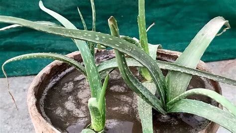 How To Care Aloe Vera Plant How To Grow Aloe Vera Fast 2020 Muaz