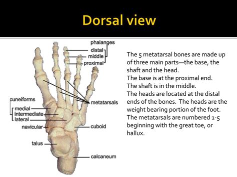 Ppt Anatomy Of The Foot Powerpoint Presentation Free Download Id