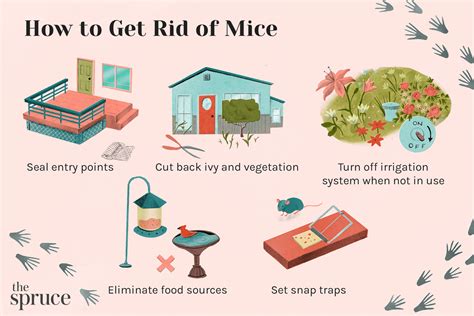 How To Get Rid Of Mice 5 Easy Ways