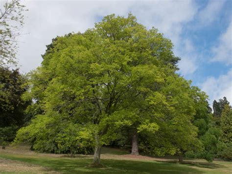 Zelkova Tree Stock Photos, Pictures & Royalty-Free Images - iStock