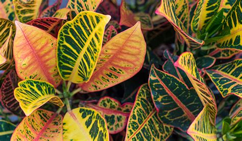 Planta De Folhagem Verde E Amarela Separamos 13 Esp Cies De Plantas