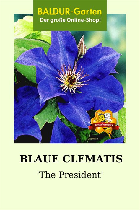 Blaue Clematis The President Online Kaufen BALDUR Garten