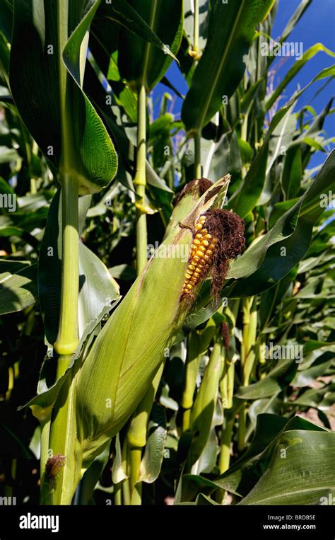 Ear Of Corn On Stalk