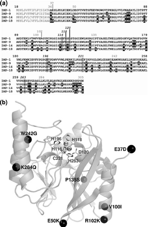 A Amino Acid Sequence Alignment Of Selected Imp Variants