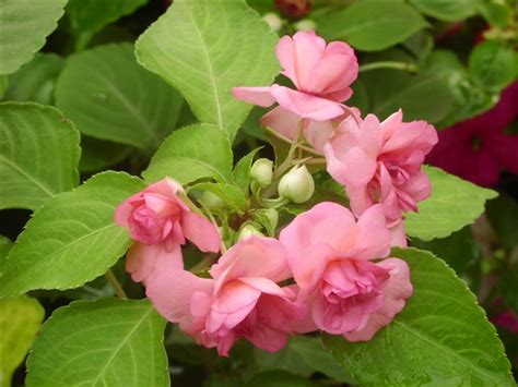Купить семена Бальзамин Impatiens Camellia в Москве: доставка семян по ...