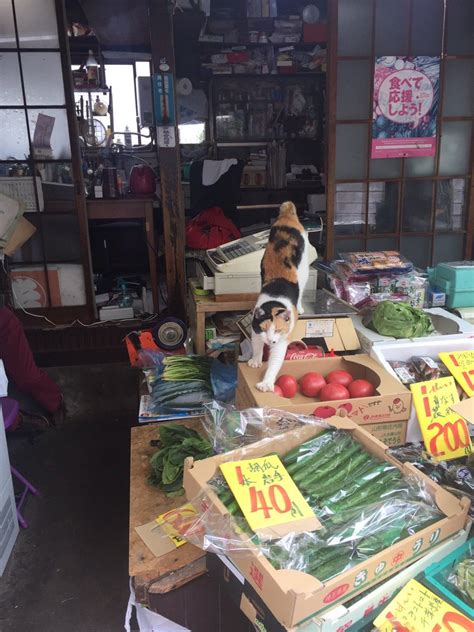 抜き去られピクルス on Twitter RT kitazawa cat この子は八百屋さんの看板猫ちーちゃん