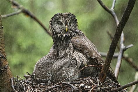 Incredibly Owls Photography ~ picliste