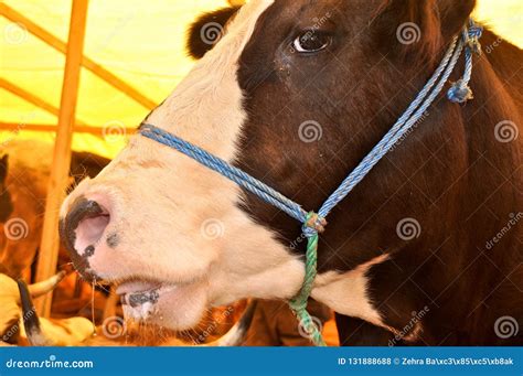 Brown Skinned Cow With Yellow Label Stock Photo Image Of Agricultural