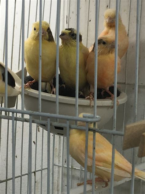 Canary Birds For Sale | Brooklyn, NY #269017 | Petzlover