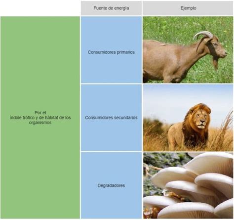 Heter Trofos Qu Organismos Son Nutrici N Clasificaci N Ejemplos