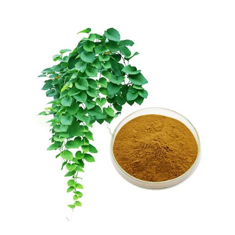 China Ivy leaf extract factory and manufacturers | Ruiwo