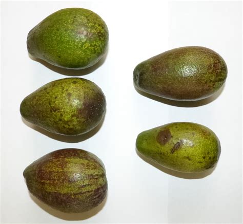 Aguacate criollo para exportación y producción de aceite Instituto