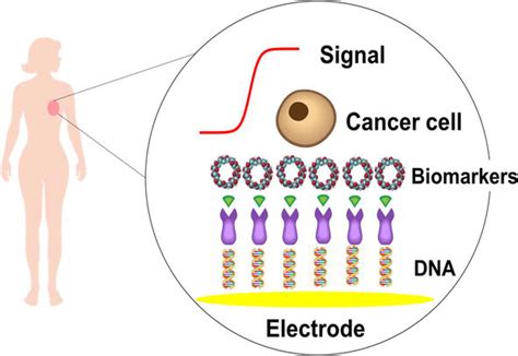 Current And Prospective Of Breast Cancer Biomarkers Intechopen