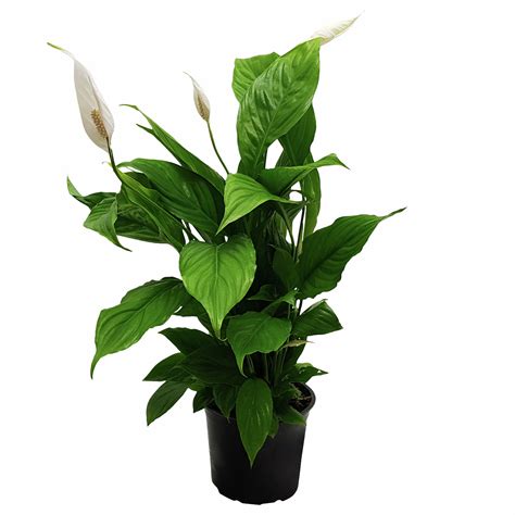 150mm Peace Lily Spathiphyllum Wallisii Bunnings New Zealand