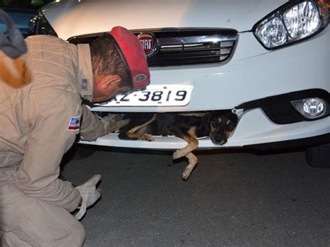 G1 Cão é resgatado após ser atropelado e ficar preso em carro por