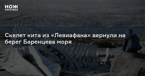 Скелет кита из «Левиафана» вернули на берег Баренцева моря — Нож