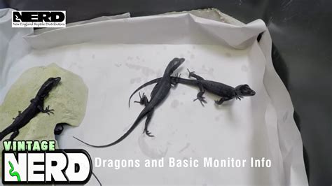 Black Dragons And Basic Monitor Info Youtube