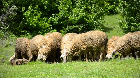 Sheep grazing on lush grass 1278418 Stock Video at Vecteezy