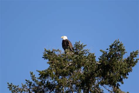 Sea Eagle Searching Some Food Stock Photo - Image of beautiful, catch ...