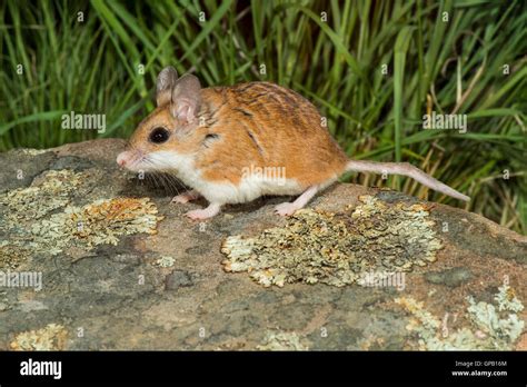 Northern Grasshopper Mouse Onychomys Leucogaster Tucson Pima County Arizona United States 13