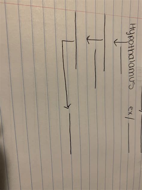 Negative feedback loop example Diagram | Quizlet