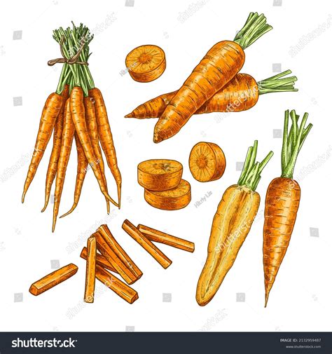 Hand Drawn Carrot Set Sketches Carrot Stock Vector Royalty Free