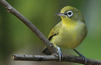 Burung Pleci Atau Di Kenal Juga Dengan Burung Kacamata ...