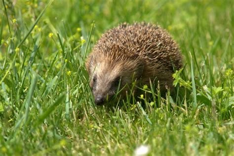 Quels Sont Les Animaux Les Plus Lents Du Monde Voici Le Top 5