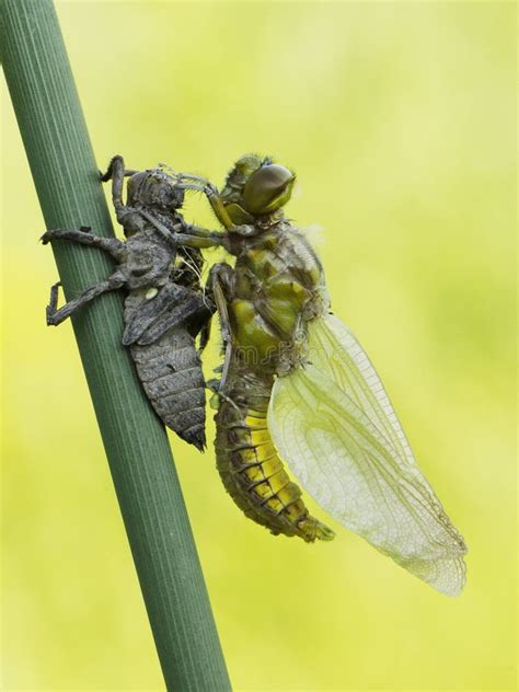 Dragonfly Larvae In Water