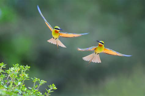 Wallpaper Birds Animals Nature Yellow Wildlife Beak Flower