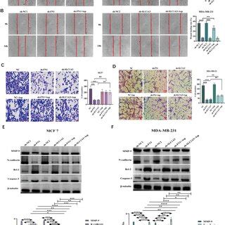 Down Regulation Of Fn Inhibited Cell Viability And Induced Apoptosis