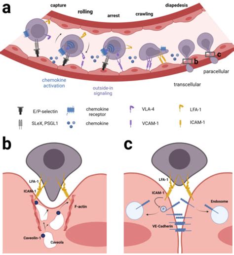 Cancers Free Full Text Integrins And The Metastasis Like