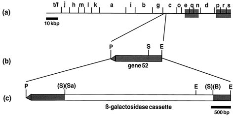 A Schematic Diagram Showing The Positions Of BamHI Sites Within The