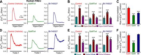 Mechanosensitive Cation Currents Through TRPC6 And Piezo1 Channels In