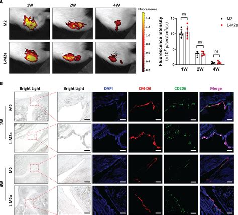 Frontiers Engineered M A Macrophages For The Treatment Of Osteoarthritis