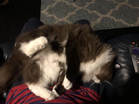 Jump in lap, contort, go to sleep with a light snore. Hoooman stuck