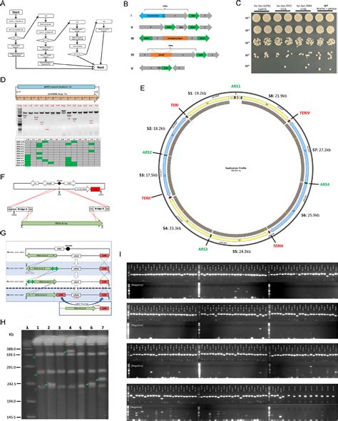 Design Construction And Functional Characterization Of A TRNA