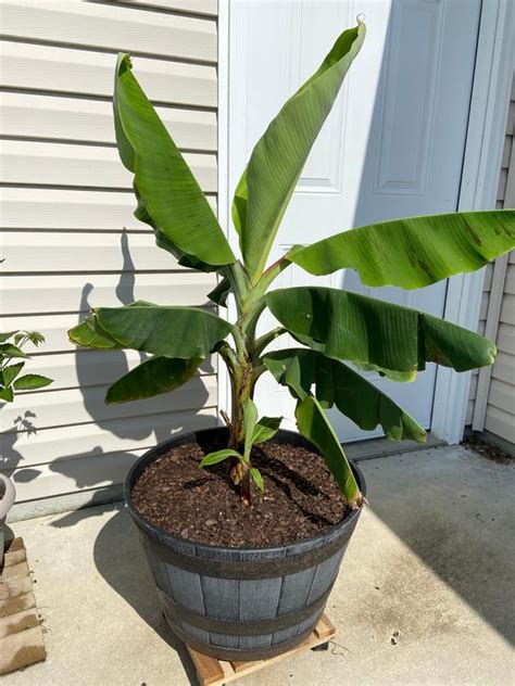 Dwarf Cavendish Banana Trees for Sale | FastGrowingTrees.com